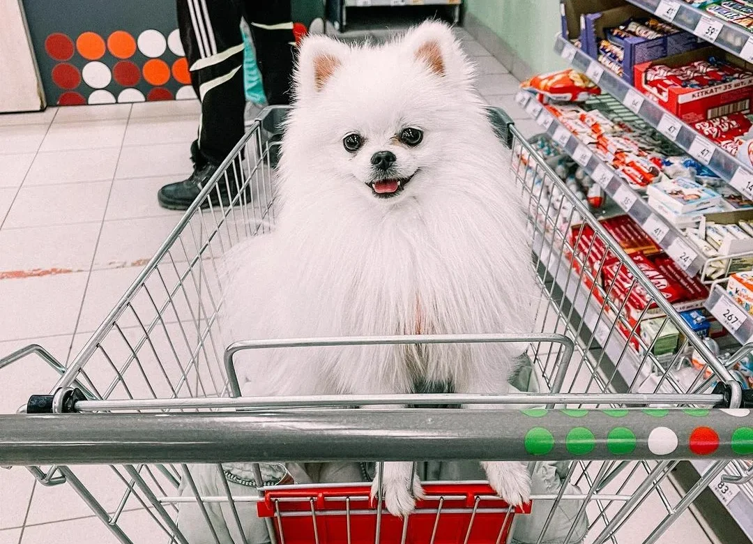puppy on a trolley in dog food store