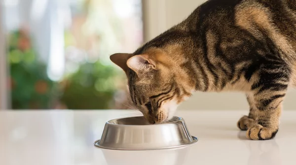 Common Cat Food Allergies | Causes, Symptoms, Solutions 1 Cat Food Allergies