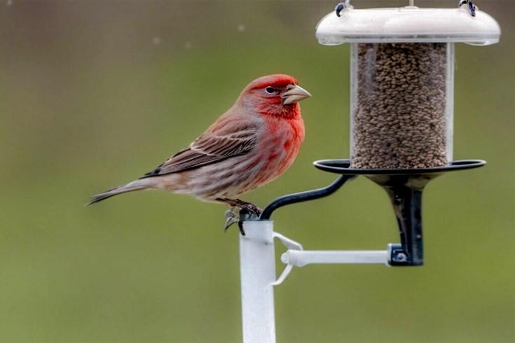 Feeding birds in Backyard