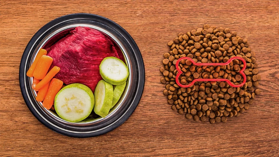 Ingredients to avoid in Dog Food
