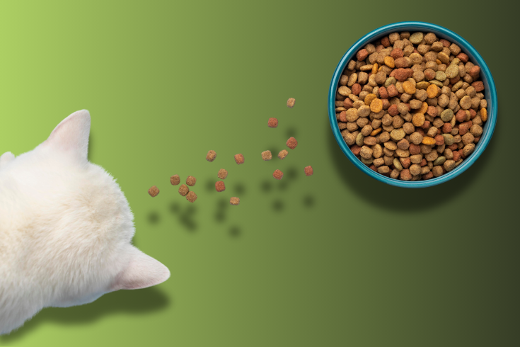 Selecting the Right Hypoallergenic Cat Food | Types, Benefits, & Tips 1 Selecting the Right Hypoallergenic Cat Food Types, Benefits, & Tips