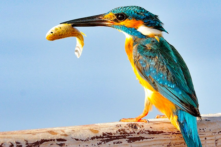 What Do Birds Eat? | Best Conventional & Curious Diet Guide 1 What Do Birds Eat