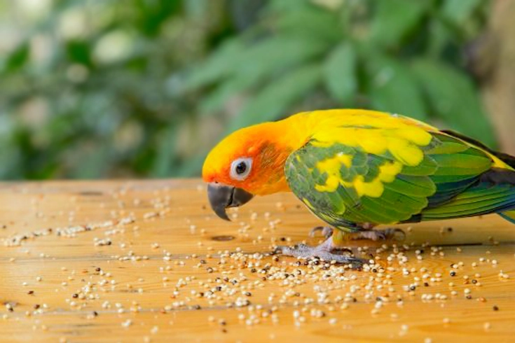 Best Bird Food