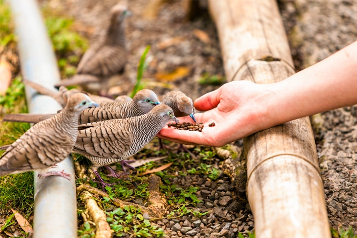 12 Helpful Ways for Feeding Birds