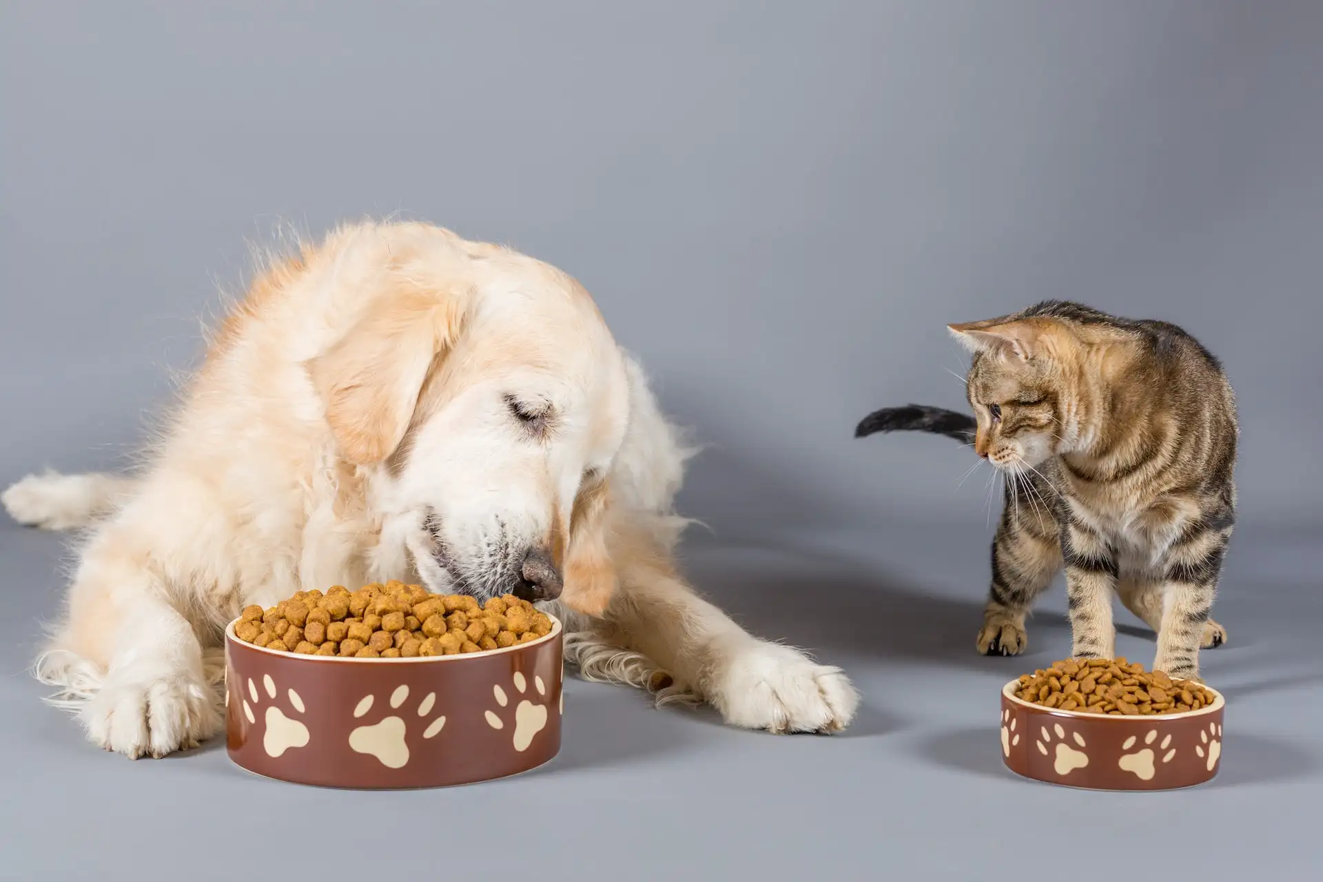Can Cats Eat Dog Food