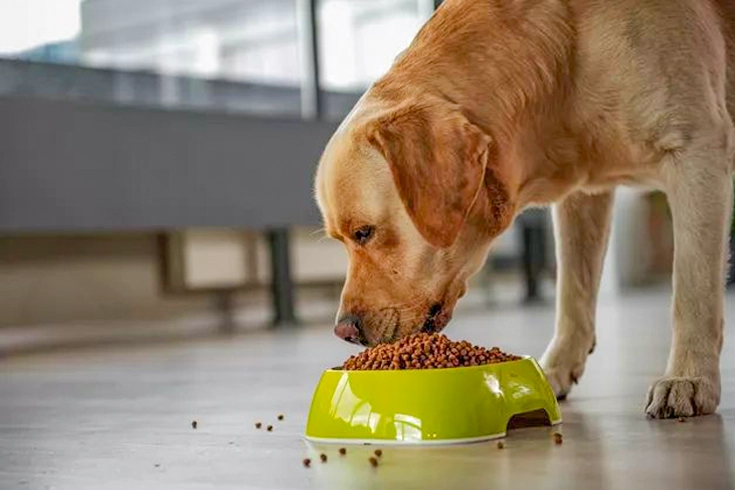 Top 7 Best Dry Dog Foods​ Vets Recommended