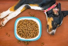 How Long Can Dogs Go Without Food​