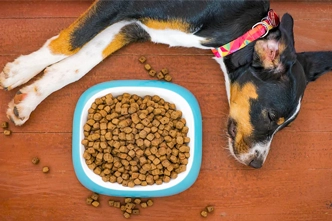 How Long Can Dogs Go Without Food​