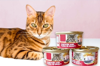 cat sitting with 3 canned cat food boxes