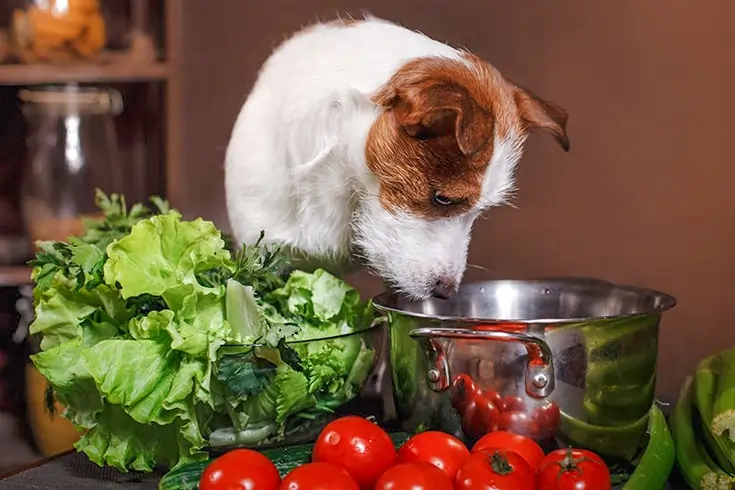Can Dogs Taste Spice
