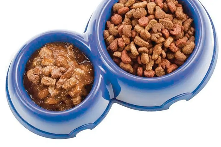 Dry vs Wet Dog Food