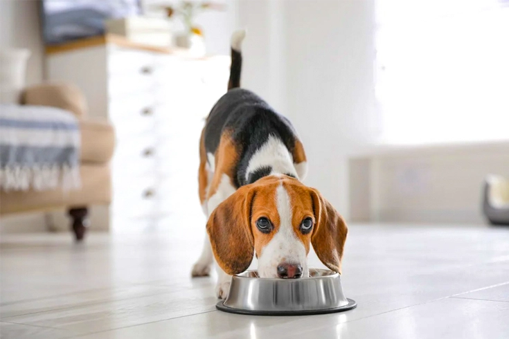 dog digestive system