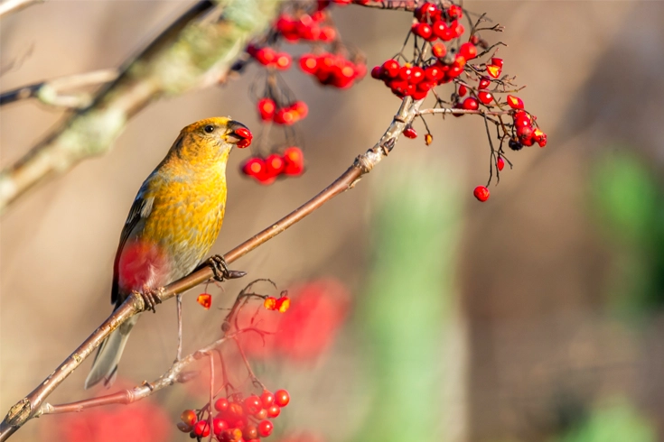 The 10 Do's and Don'ts of Bird Feeding A Helpful Guide
