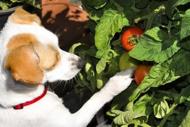 Can Dogs Eat vegetables