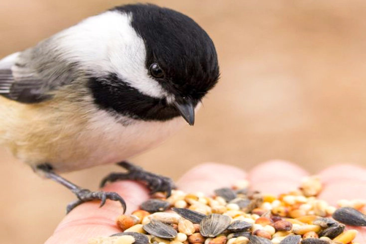 Wild Bird Food