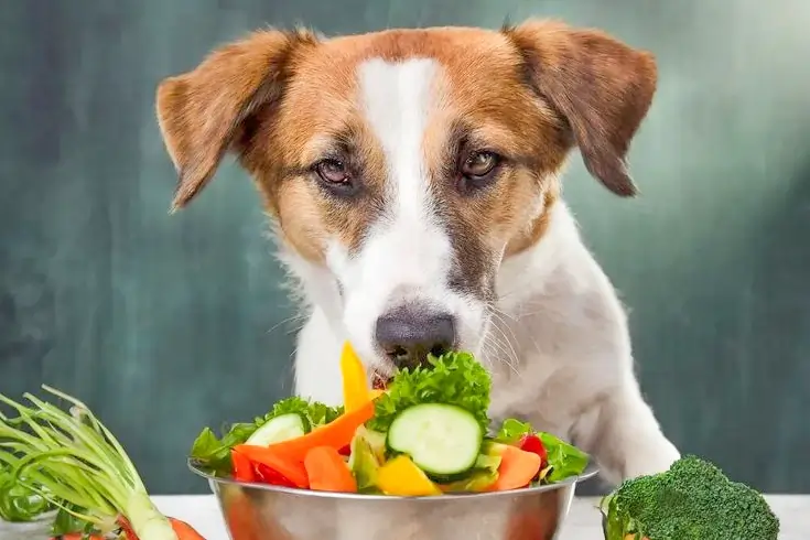 What Vegetables Can Dogs Eat