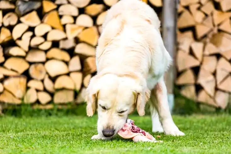 Is Raw Chicken Good For Dogs