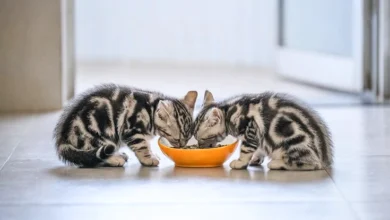 Healthy Food For Cats​