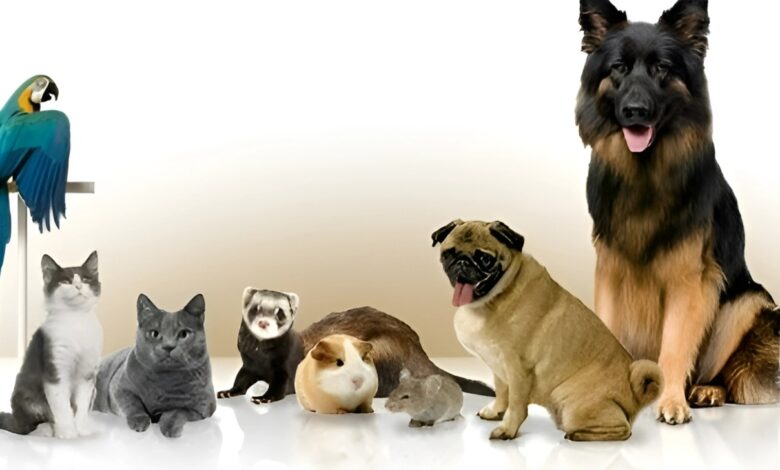 FAQ's | Frequently Asked Questions 1 Pets FAQ's