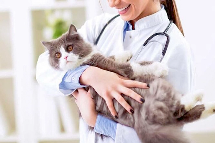 Top 12 Cat Health Insurance Companies in 2025 1 Cat health insurance